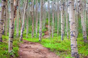 Trail in the Aspens-5805 Trail in the Aspens-5805